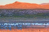 Bosque del Apache_73769